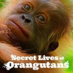 Download-Secret-Lives-of-Orangutans