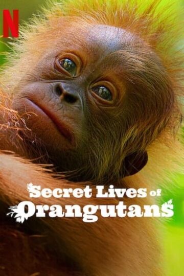 Download-Secret-Lives-of-Orangutans