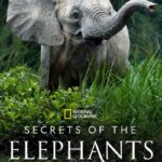 Secrets-of-the-Elephants-Season-1-English-Web-Series