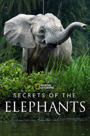 Secrets-of-the-Elephants-Season-1-English-Web-Series